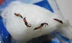Chữa hắc lào bằng rượu pha kiến ba khoang, bệnh nhân viêm loét, nhiễm trùng sinh dục nặng