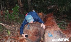 Kỷ luật 2 cán bộ để mất rừng ở Đắk Lắk