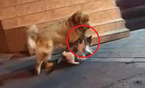 Clip: Thấy mèo chuẩn bị đi đánh nhau, chó phản ứng cực hài hước