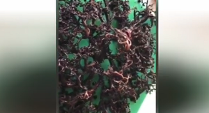 Video: Sinh vật bí ẩn có hàng trăm xúc tu lổm ngổm ở Việt Nam lên báo Mỹ