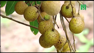 Clip: Không có chuyện nhúng nhãn vào lưu huỳnh để bảo quản