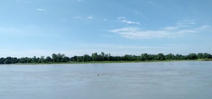 Clip: Hổ bơi qua sông mò vào làng, bị chó nhà đuổi chạy trối chết