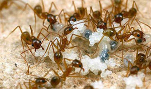 Video: Kiến 'ăn trộm' kim cương từ cửa hàng đá quý