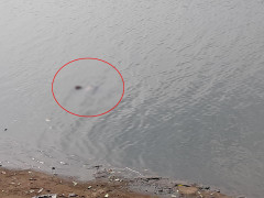 Phát hiện thi thể phụ nữ nổi trên hồ Linh Đàm ở Hà Nội