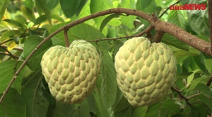 Cận cảnh cây na cho ra toàn quả 'khủng' nặng 1,2kg đẹp hoàn hảo