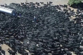 Hạn hán tồi tệ nhất trong nhiều thập niên đang xảy ra ở Australia