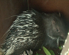 Thừa Thiên - Huế: Thả 11 con nhím hoang dã về tự nhiên