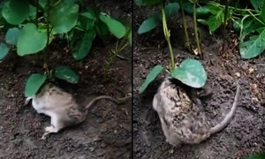 Video: Kỳ lạ cây đậu nành mọc trên lưng chuột sống
