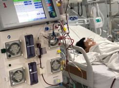 Bị ong vò vẽ đốt, cả gia đình 5 người ở Bạc Liêu thương vong