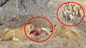 Clip: Sư tử bị linh cẩu đánh hội đồng, cướp mồi trắng trợn