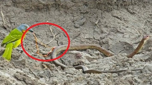 Clip: Rợn người xem chim nhỏ mổ tới tấp, moi sống ruột rắn