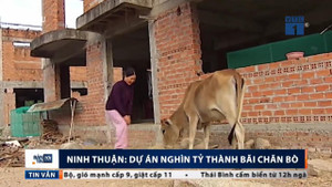 Siêu dự án nghìn tỷ bỏ hoang, biến thành bãi chăn bò ở Ninh Thuận
