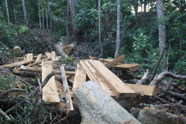 Truy tìm thủ phạm phá rừng phòng hộ quy mô lớn ở Bình Định