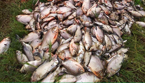 Sắp đến ngày thu hoạch, hơn 1 tấn cá chết nổi trắng ao cạnh bãi rác Nam Sơn, Hà Nội