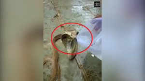 Clip: Kiệt sức vì hạn hán, rắn hổ mang kịch độc mò vào làng xin nước