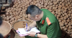 Bắt quả tang nhiều cơ sở trộn đất vào khoai tây Trung Quốc để làm giả khoai tây Đà Lạt