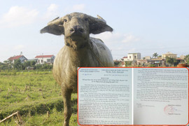 Chăn thả trâu bò phải đóng phí ở Quảng Bình: Huyện lập đoàn kiểm tra