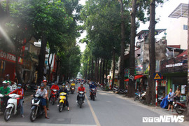 Ảnh: Hàng sao đen thẳng tắp lưu giữ kỷ niệm bao thế hệ người Hà Nội