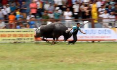 Không cho bán vé, Đồ Sơn không biết kiểm soát người xem lễ hội chọi trâu thế nào