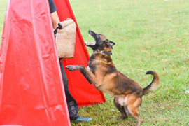 Không phải chó Pitbull, Becgie Bỉ mới là thủ phạm cắn chết anh trai chủ ở Hà Nội