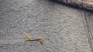 Cá sấu tinh quái, dùng phao bơi qua kênh đào