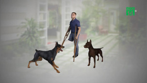 Clip: Can 2 con chó becgie đánh nhau, người đàn ông bị cắn chết