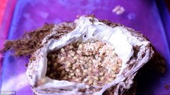 Video: Cận cảnh hàng nghìn con nhện nhung nhúc bò ra từ bọc trứng