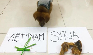 Clip: Xem chó 'tiên tri' kết quả Olympic Việt Nam vs Olympic Syria