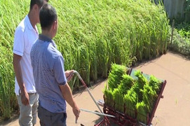 Mang giấc mơ nơi xứ người hiện thực hóa trên đồng ruộng Việt Nam