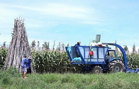 Lão nông An Giang và những chiếc máy về cây bắp