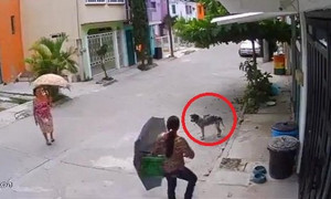 Clip: Chú chó bất lực nhìn 2 nữ quái trộm bát thức ăn của mình