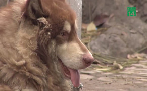 Để chó cắn người, chủ sẽ bị xử phạt mạnh