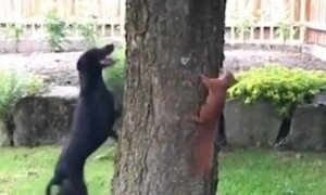 Choáng với khả năng né tránh nhanh như điện của sóc khi bị truy đuổi