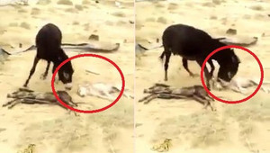 Clip: Mất con, lừa mẹ điên cuồng giày xéo xác sói để trả thù