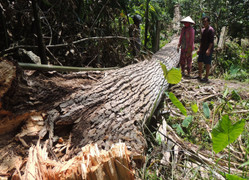 Những chuyện tâm linh kỳ bí về 'cụ bàng' trên 150 tuổi vừa ngã đổ