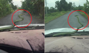 Clip: Rắn đánh đu như cần gạt nước trên kính ô tô khiến tài xế thất kinh