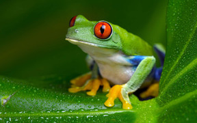 Video: Bướm đêm thoát chết ngoạn mục sau khi bị ếch nuốt chửng