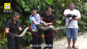 Clip: Mò vào chuồng xơi tái 3 con gà, trăn Miến Điện lĩnh trái đắng