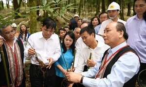 Video: Thủ tướng Nguyễn Xuân Phúc thăm và trồng lưu niệm sâm Ngọc Linh tại Kon Tum