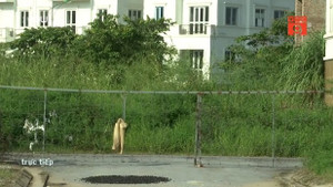 'Khu đô thị ma' toàn biệt thự bám đầy cỏ dại ở Hà Nội