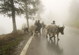 Không khí lạnh tràn về, nhiệt độ miền Bắc giảm sâu