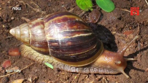 Clip: Nuốt ốc sên sống, thanh niên Bạc Liêu mắc viêm màng não