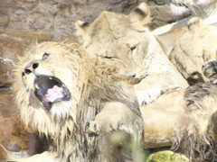 Video: 9 con sư tử cái hiệp lực tấn công, cắn xé sư tử đực đầu đàn