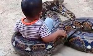 Bé trai chơi đùa với trăn khổng lồ, bố mẹ thích thú quay clip
