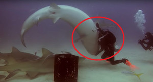 Clip: Thợ lặn thôi miên, thuần hóa cá mập hổ dữ tợn chỉ với một cú chạm