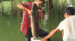 Clip: Ngang nhiên câu trộm cá trê khủng hàng chục kg ở Hồ Gươm