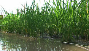 Ngã vào bẫy điện diệt chuột, một phụ nữ chết thảm