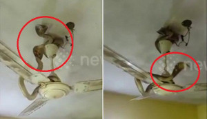 Clip: Cặp rắn hổ mang tinh khôn, bò lên quạt trần để tránh lũ