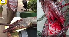 Clip: Thủy quái mình rắn đầu cá sấu cắn bé gái 9 tuổi ở Trung Quốc