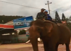 Thích thú với hình ảnh học sinh Đắk Lắk cưỡi voi về nhà sau giờ tan trường